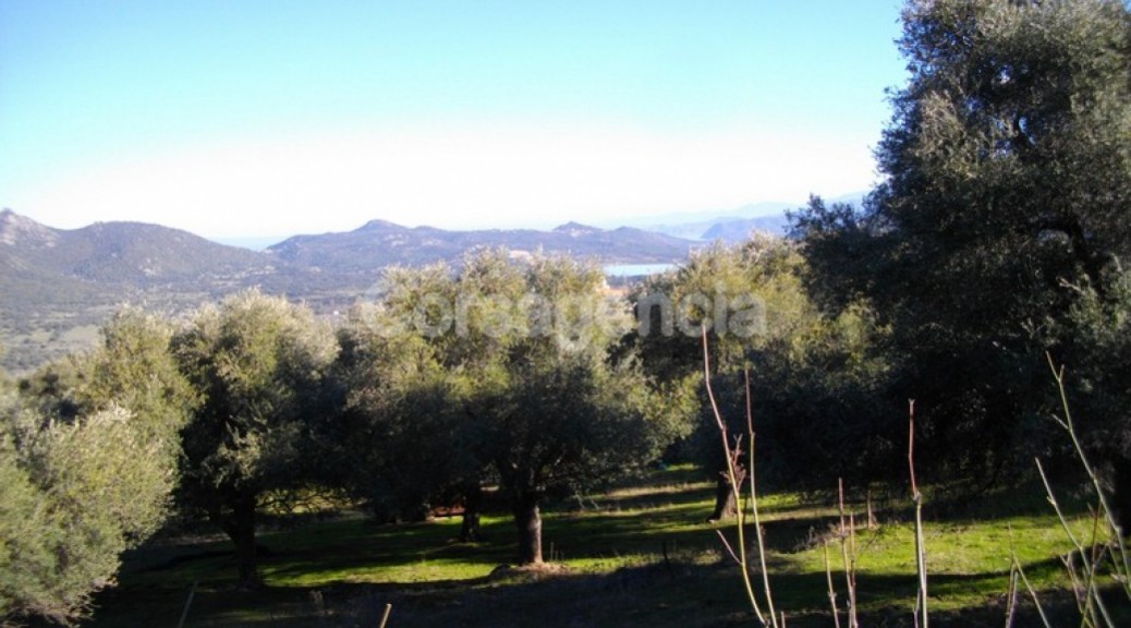 Terrain constructible plaine du Regino à Muro en Balagne