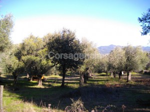 Terrain constructible plaine du Regino à Muro en Balagne