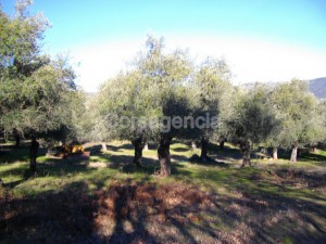 Terrain constructible plaine du Regino à Muro en Balagne