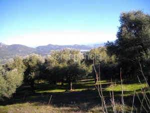 Terrain constructible plaine du Regino à Muro en Balagne